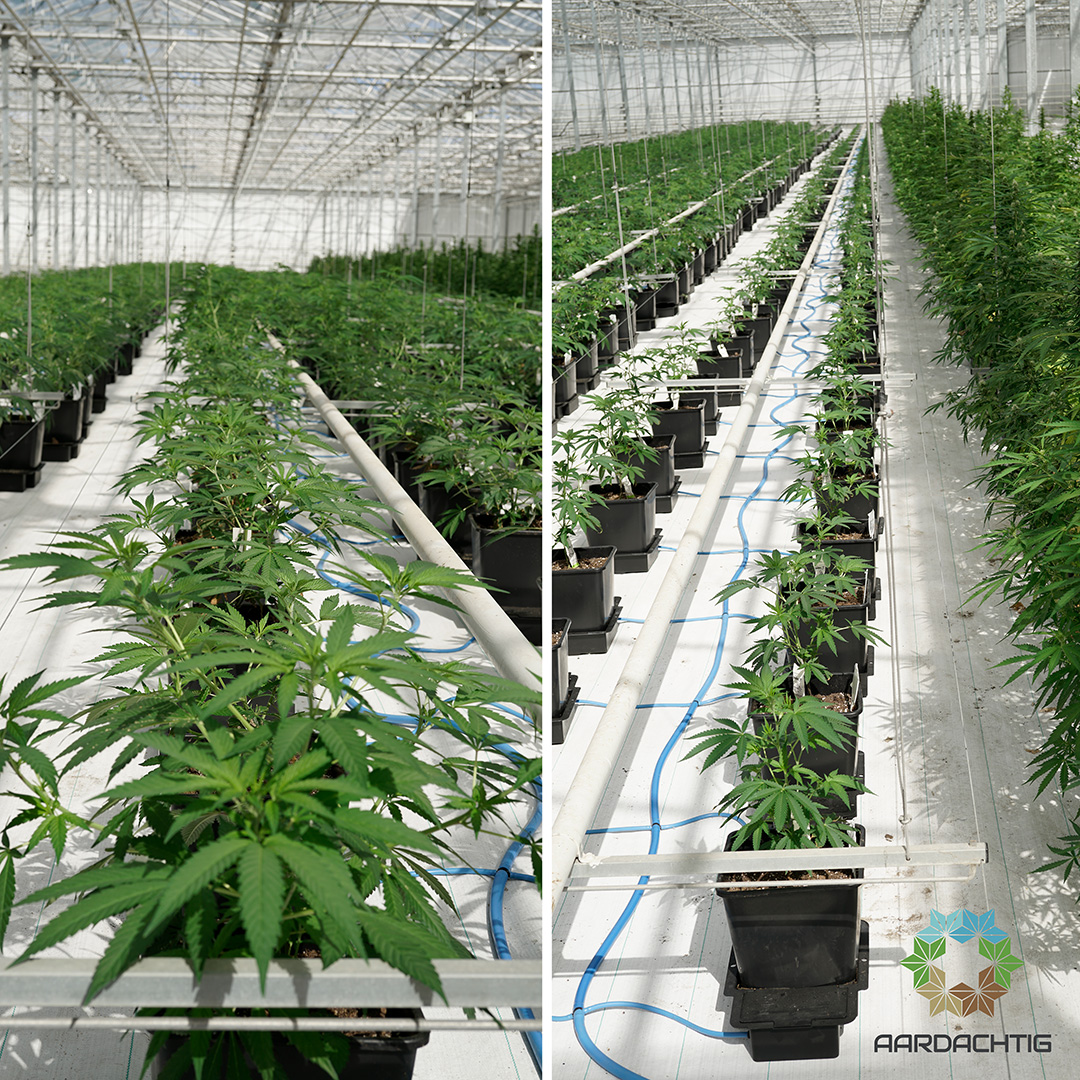 Aardachtig autoflower by Dutch passion small.